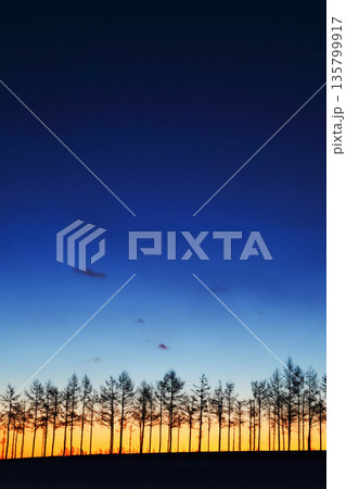 防風林と夜明けの空 135799917