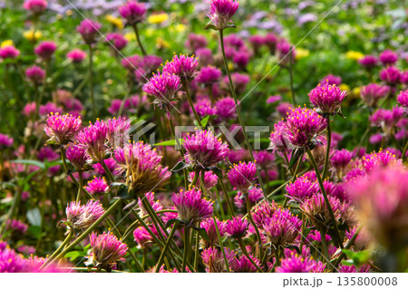 Purple Gomphrena flower blooming in garden Purple Gomphrena flower blooming in garden 135800008