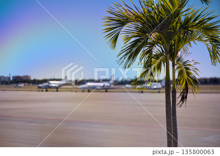 Palm tree in front of airport runway under blue sky in Miami Palm tree in front of airport runway under blue sky in Miami 135800063