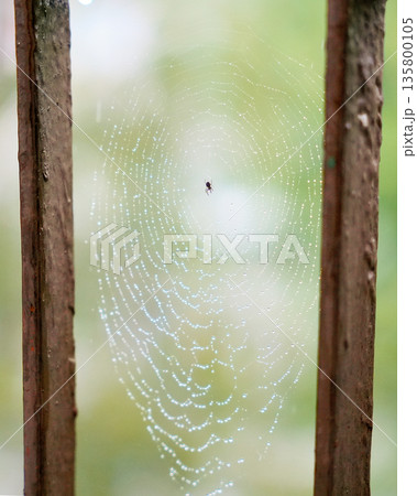 Spider web with morning dew between wooden posts outdoors Spider web with morning dew between wooden posts outdoors 135800105