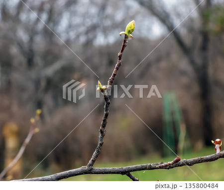 Tulip liriodendron is beautiful ornamental tree. Its Latin name is Liriodendron tulipifera. Tulip liriodendron in early spring. Close-up. Tulip liriodendron is beautiful ornamental tree. Its Latin name is Liriodendron tulipifera. Tulip liriodendron in early spring. Close-up. 135800484