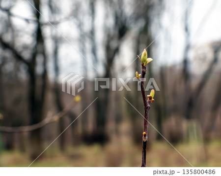Tulip liriodendron is a beautiful ornamental tree. Its Latin name is Liriodendron tulipifera. Tulip liriodendron in the early spring. Close-up. 135800486