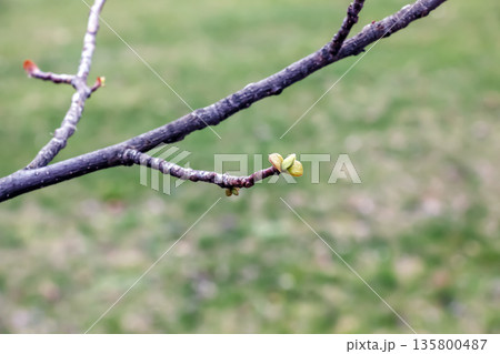 The Tulip liriodendron is a beautiful ornamental tree. Its Latin name is Liriodendron tulipifera. Tulip liriodendron in the early spring. Close-up. The Tulip liriodendron is a beautiful ornamental tree. Its Latin name is Liriodendron tulipifera. Tulip liriodendron in the early spring. Close-up. 135800487