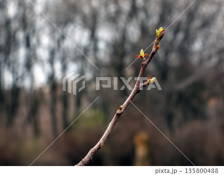 The Tulip liriodendron is beautiful ornamental tree. Its Latin name is Liriodendron tulipifera. Tulip liriodendron in the early spring. Close-up. 135800488