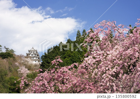 春の郡上城 春の郡上城 135800592