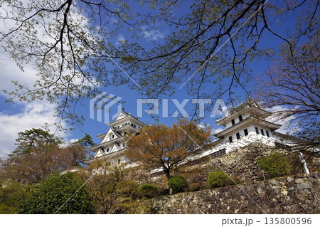 春の郡上城 春の郡上城 135800596