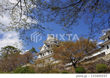 春の郡上城 春の郡上城 135800597