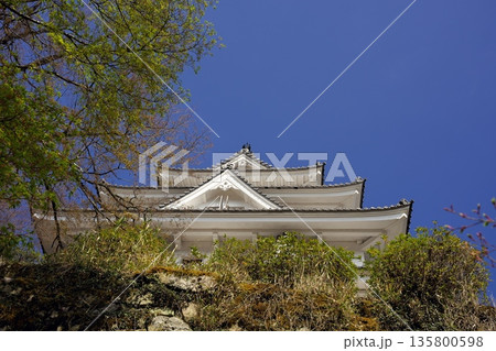 春の郡上城 135800598