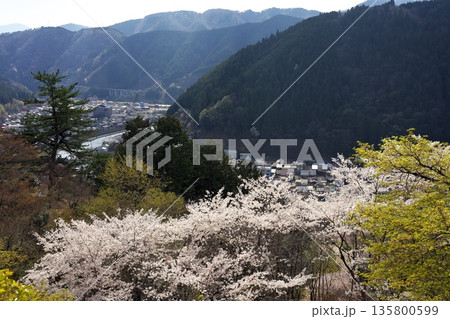 春の郡上八幡 135800599