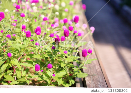 爽やか センニチコウの花 爽やか センニチコウの花 135800802