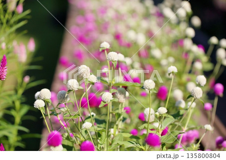 爽やか センニチコウの花 爽やか センニチコウの花 135800804