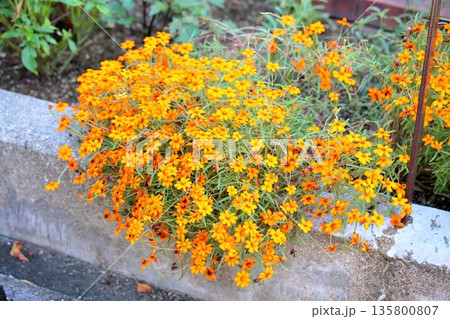 可愛い ジニアの花 可愛い ジニアの花 135800807