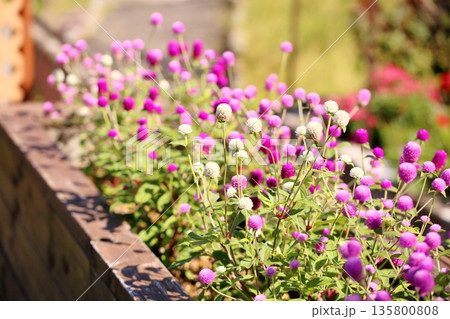 爽やか センニチコウの花 爽やか センニチコウの花 135800808