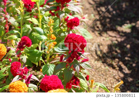 鮮やか　ケイトウの花 135800811