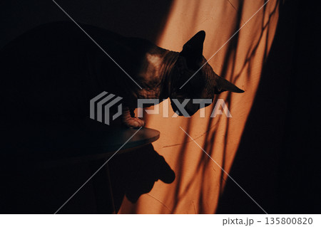 A shadowed portrait of a Sphinx cat, featuring texture and a warm backdrop. Close-up of a feline pet in the profile, showcasing textured skin and dramatic lighting with an orange backdrop. 135800820