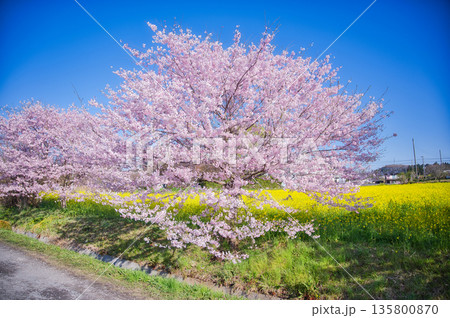 青空に映える満開の桜と菜の花 135800870