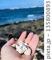 A hand holds pieces of white coral, with rugged textures, against a backdrop of a rocky coastline in Corralejo, Fuerteventura, Canary Islands 135800893
