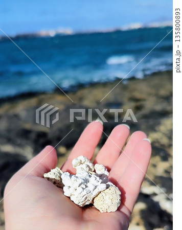 A hand holds pieces of white coral, with rugged textures, against a backdrop of a rocky coastline in Corralejo, Fuerteventura, Canary Islands 135800893