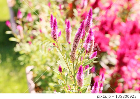 可愛い　ノゲイトウの花 135800925