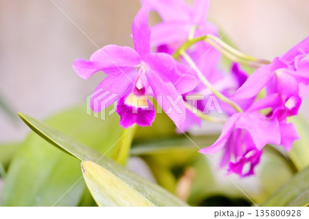 カトレアの花 カトレアの花 135800928