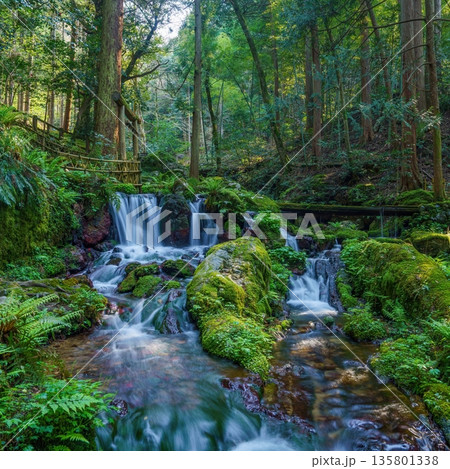 癒しの森:清流の瓜割の滝と緑豊かな苔の景色、森林浴のイメージ素材 癒しの森:清流の瓜割の滝と緑豊かな苔の景色、森林浴のイメージ素材 135801338