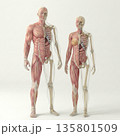 男女の筋肉標本と骨格内蔵標本　ハーフハーフ 135801509