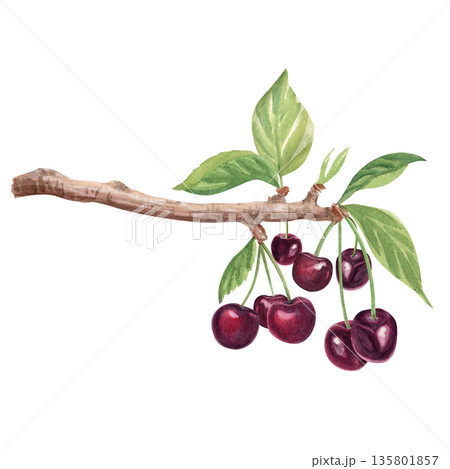 Cherry branch with dark red cherries, fresh green leaves, painted in watercolor. Natural botanical illustration for organic food branding, farmers market design, labels, prints, seasonal layouts 135801857