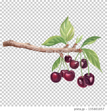 Cherry branch with dark red cherries, fresh green leaves, painted in watercolor. Natural botanical illustration for organic food branding, farmers market design, labels, prints, seasonal layouts Cherry branch with dark red cherries, fresh green leaves, painted in watercolor. Natural botanical illustration for organic food branding, farmers market design, labels, prints, seasonal layouts 135801857