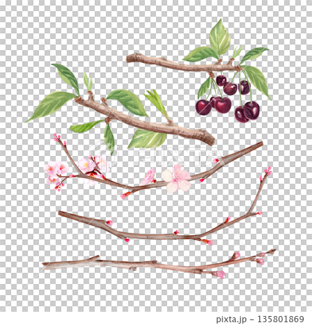 Cherry branches showing buds, blossoms, leaves, ripe berries, hand painted watercolor botanical elements isolated on white background. Spring floral clip art for packaging, branding, stationery, decor 135801869