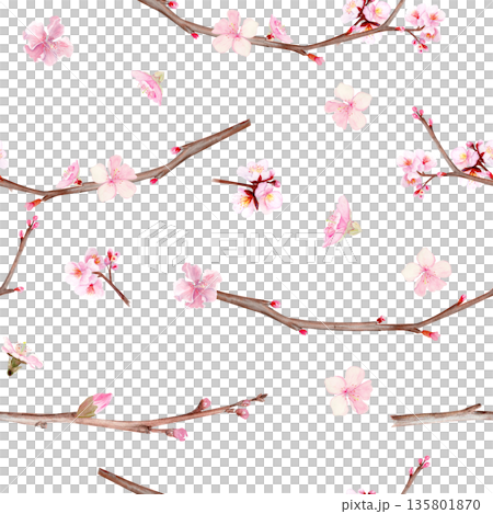 Seamless pattern with cherry blossom flowers and branches, hand painted watercolor illustration isolated on white background, botanical spring design for textiles, packaging, wallpaper and surfaces 135801870