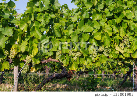 Close up of green grape clusters hanging under grapevine leaves in sunny vineyard. Close up of green grape clusters hanging under grapevine leaves in sunny vineyard. 135801993
