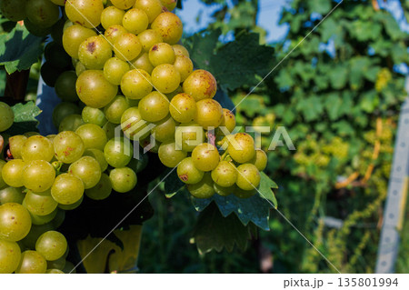 Close up of a ripe green grape cluster hanging on a grapevine with vineyard rows and posts blurred in the background. Close up of a ripe green grape cluster hanging on a grapevine with vineyard rows and posts blurred in the background. 135801994