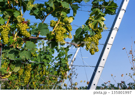 Green grape clusters hanging from a grapevine on a trellis, with leaves and a clear blue sky in the background. 135801997