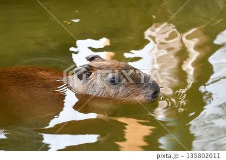 温泉につかるカピバラ　A group of capybaras relaxing together 135802011