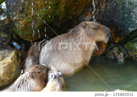 温泉につかるカピバラ A group of capybaras relaxing together 温泉につかるカピバラ A group of capybaras relaxing together 135802012