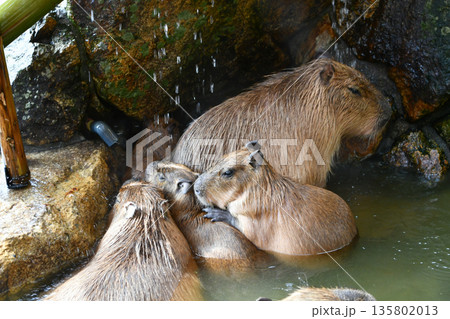 温泉につかるカピバラ A group of capybaras relaxing together 温泉につかるカピバラ A group of capybaras relaxing together 135802013
