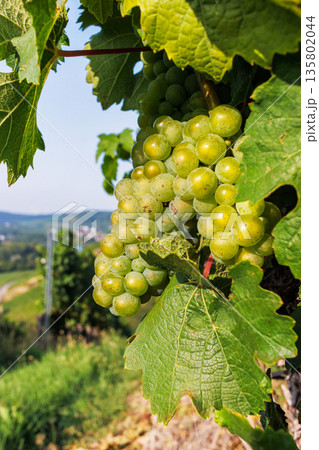 Close up of green grape cluster  hanging on a grapevine with lush leaf and a blurred vineyard hillside in the background.  Shallow depth of field 135802044