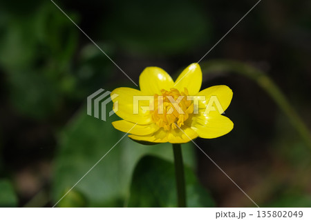 春の黄色い草花 135802049