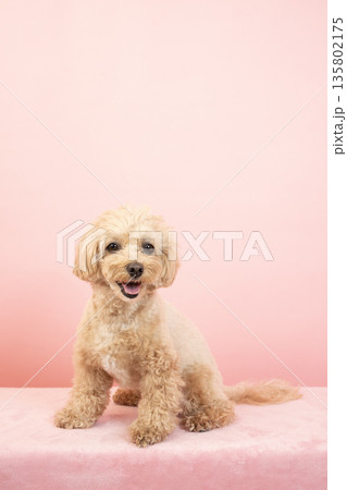 ピンクバックと笑うマルプーのクーちゃん ピンクバックと笑うマルプーのクーちゃん 135802175
