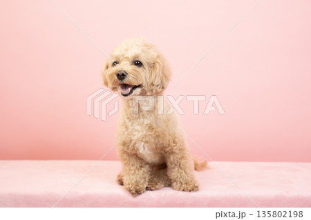 ピンクバックと笑うマルプーのクーちゃん 135802198