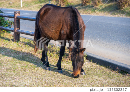 放牧されている御崎馬 135802237