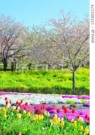 赤城南面千本桜　菜の花畑　芝桜とチューリップ　　　 135802274