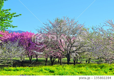 赤城南面千本桜　桜と菜の花の彩　　　 135802284