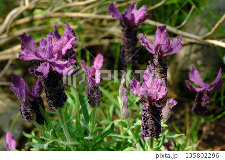 ラベンダー 135802296