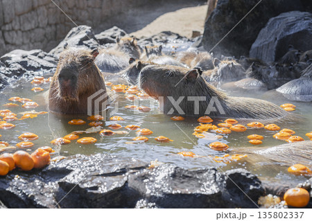 伊豆シャボテン動物公園 みかん温泉に入るカピバラ 露天風呂 冬の風物詩 135802337