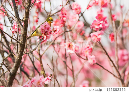 梅の花の蜜を求めるメジロ 梅の花の蜜を求めるメジロ 135802353