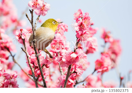 梅の花の蜜を求めるメジロ 135802375
