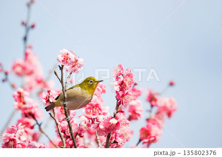 梅の花の蜜を求めるメジロ 梅の花の蜜を求めるメジロ 135802376