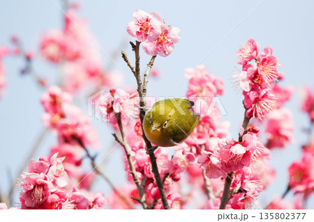 梅の花の蜜を求めるメジロ 梅の花の蜜を求めるメジロ 135802377