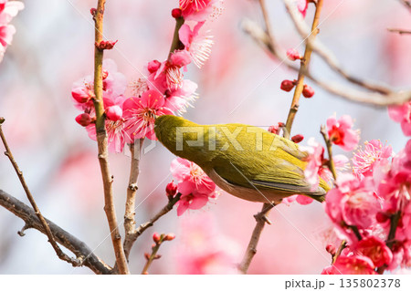 梅の花の蜜を求めるメジロ 梅の花の蜜を求めるメジロ 135802378